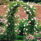 GREENYHAVEN Wedding Garden Arch Arbor Trellis Archway for Climbing Plants Rack_3